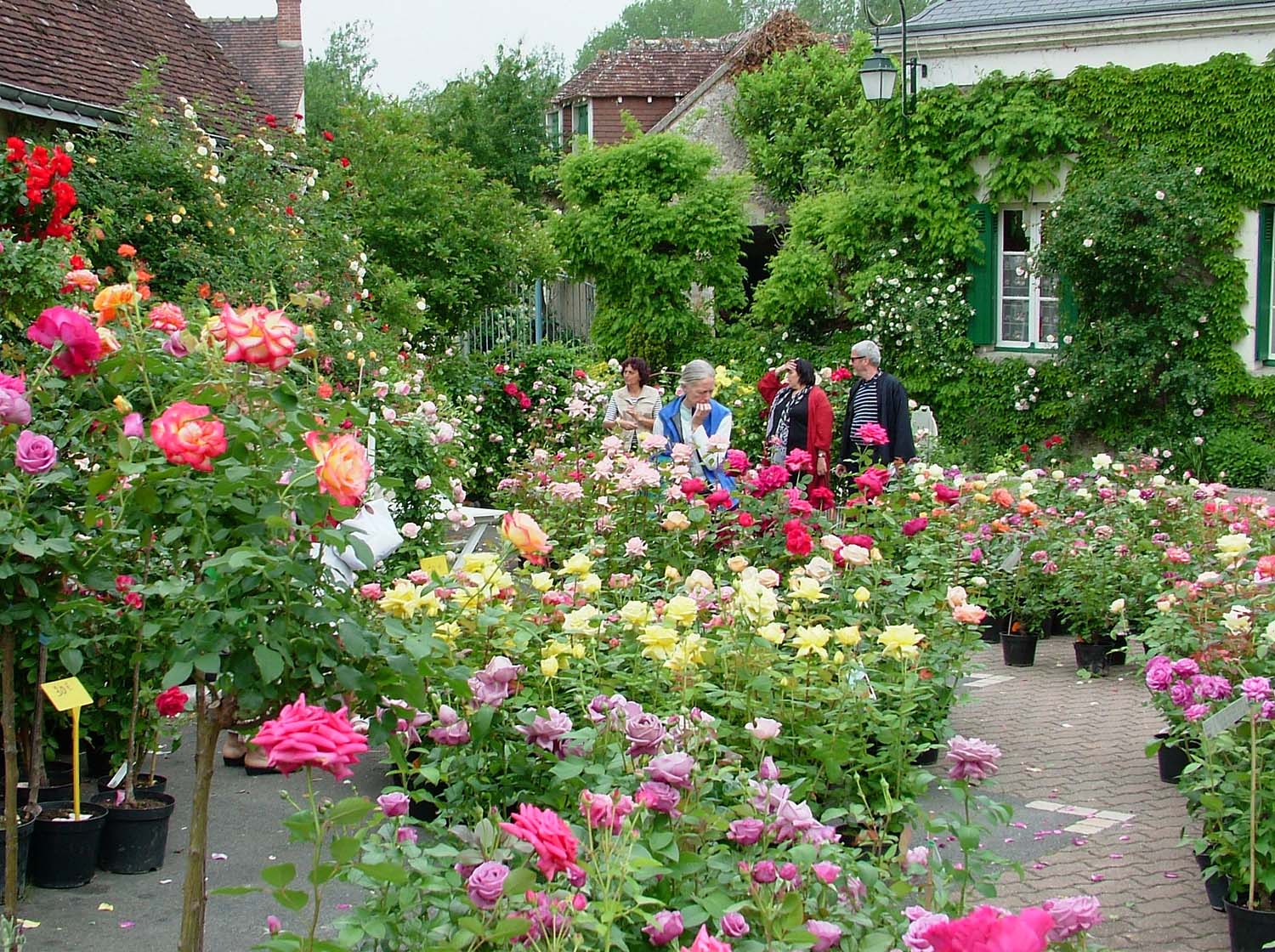 Lire la suite à propos de l’article Festival des roses le 28 et 29 mai 2022 à Chédigny (37)