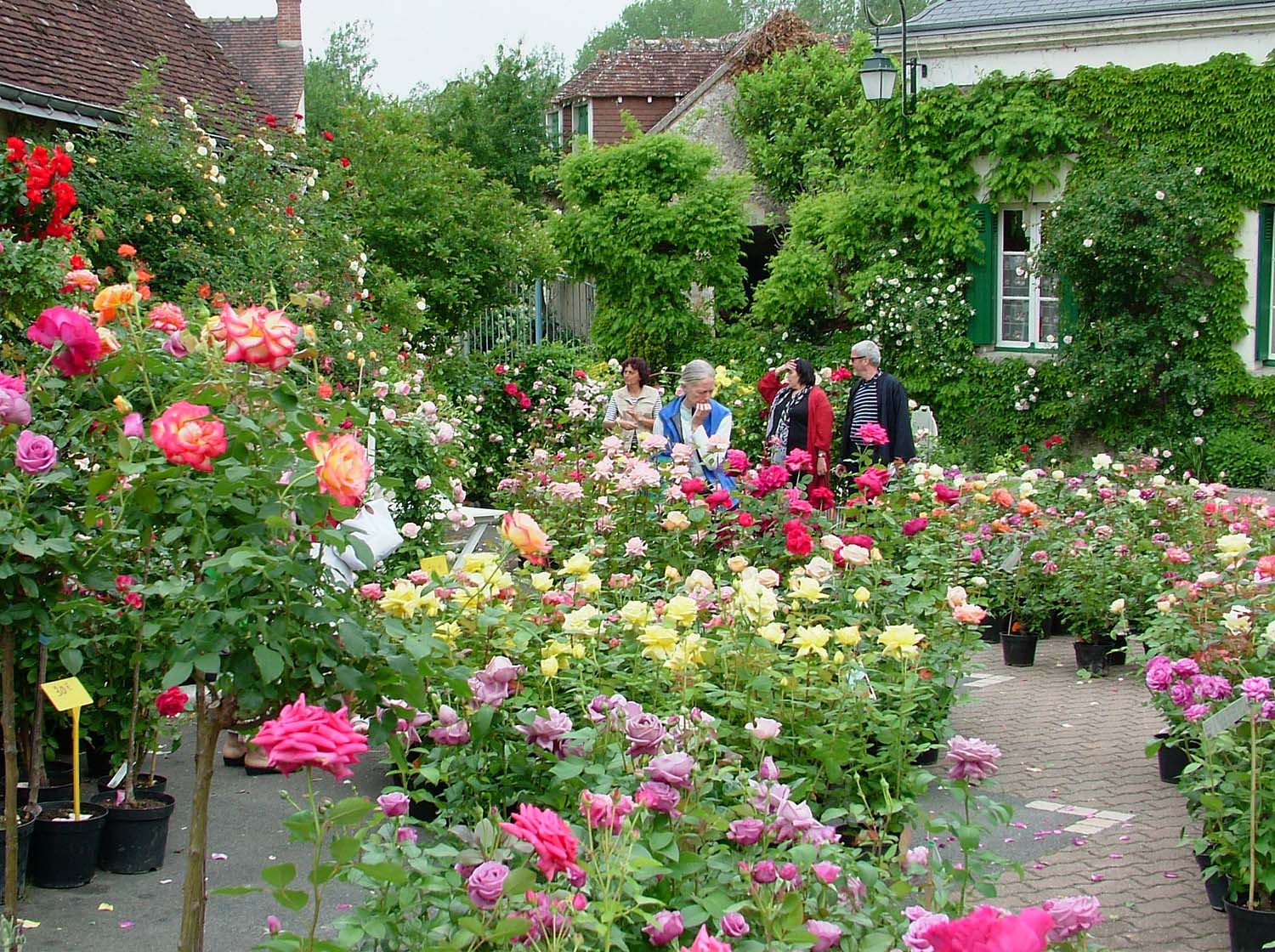 festivals des roses fleurs